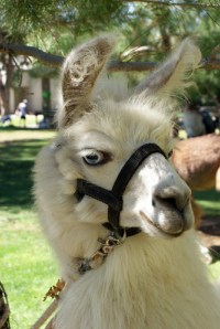  Walk-a-Llama in Yorba Linda 