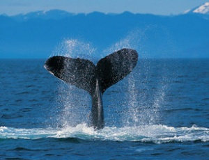 whalepicture